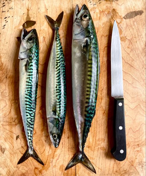 Sardine Photography, Beach Textiles, Restaurant Graffiti, Sardine Fish, Whale Pictures, Fish Pictures, Mackerel Fish, Fruit Animals, Acrylic Colours