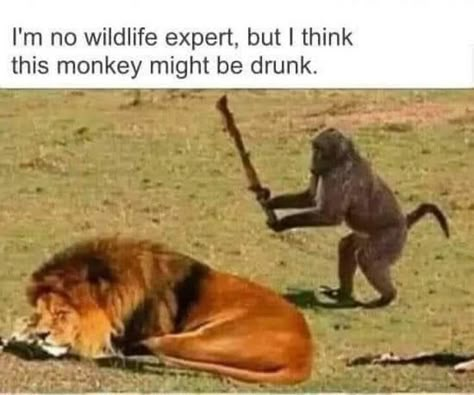 Super Funny Pictures, Good Morning Funny Pictures, Funny Animal Quotes, Good Morning Funny, Monkeys Funny, Kim Woo Bin, Funny Animal Jokes, Funny Picture Quotes, 웃긴 사진