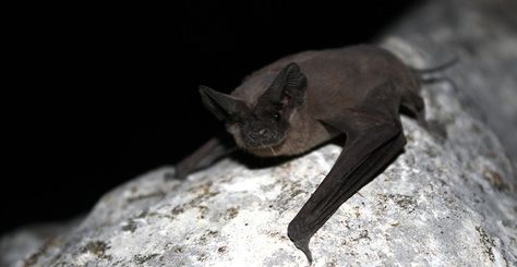 Mexican Free Tailed Bat, Bat Facts, Woodlice, Bat Species, Lake Charles, Deep Sea Fishing, Wildlife Conservation, Texas Hill Country, Architecture Old