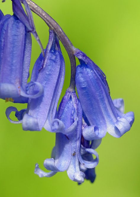 Ontario Garden, Bluebell Tattoo, English Bluebells, Blue Spring Flowers, Flower Reference, Bluebell Woods, Hyacinth Flowers, Bell Flowers, Blue Bell Flowers