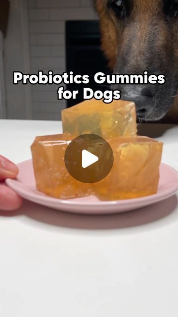 Meet The Chows | Anny & Rambo on Instagram: "✨ Try these Homemade Calming Probiotic Gummies for your dog ✨ 

🫖 2 cups of chamomile tea 
🐄 2 tbsp unflavored beef gelatin 
💫 @ferapets Probiotics – amount based on your dog’s size (use code RAMBO to save 20%)

✨ How to Make Probiotic Gummies for Your Dog 
1. Dissolve the gelatin into the chamomile tea. 
2. Refrigerate until set. 
3. Cut into appropriate sizes and coat with @ferapets probiotics.

Note: It’s important to consume immediately to maximize the benefits of the probiotic powder. #ferapetspartner 

#homemadedogtreats #healthydogtreats #ferapets #trajelly #dogtreats #jelly #jellycake #dogsofinstagram #gelatinart" Probiotic Gummies, Probiotics For Dogs, Beef Gelatin, Natural Probiotics, Tea Biscuits, Jelly Cake, Dog Cookies, Chamomile Tea, Dog Recipes