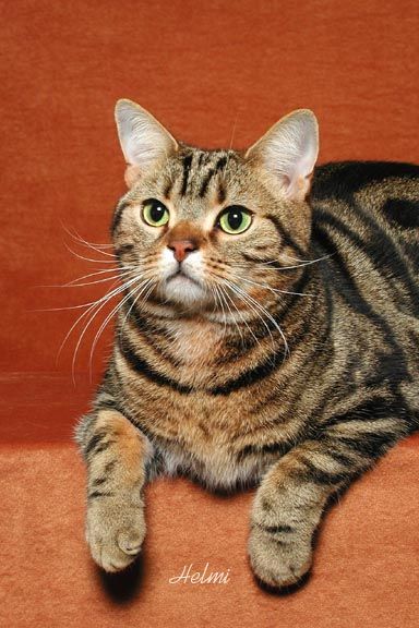 American Short Haired Cats, Mink Animal, Bengal Cat Facts, Ragdoll Cat Colors, Cat Breeds Siamese, Cat Breeds Ragdoll, American Shorthair Cat, Shorthair Cat, Tabby Kitten