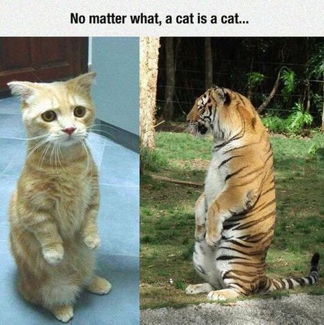 Katt Grejer, Pictures Of Cats, Silly Animals, Funny Animal Memes, Animal Jokes, Funny Animal Pictures, 귀여운 동물, Animal Memes, Cute Funny Animals