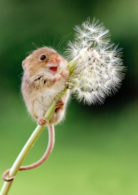 Mouse Tattoo, Wild Animals Photos, Field Mouse, Best Nature Images, Animal Reference, A Dandelion, Woodland Critters, Cute Small Animals, Little Mouse