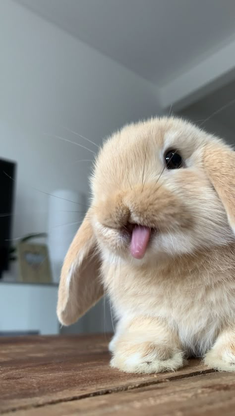 Lion Lop Bunnies, Bunnies Aesthetic, Mini Lop Bunny, Small Bunnies, Holland Lop Bunny, Holland Lop Bunnies, Puppy Life, Small Bunny, Pet Bunny Rabbits