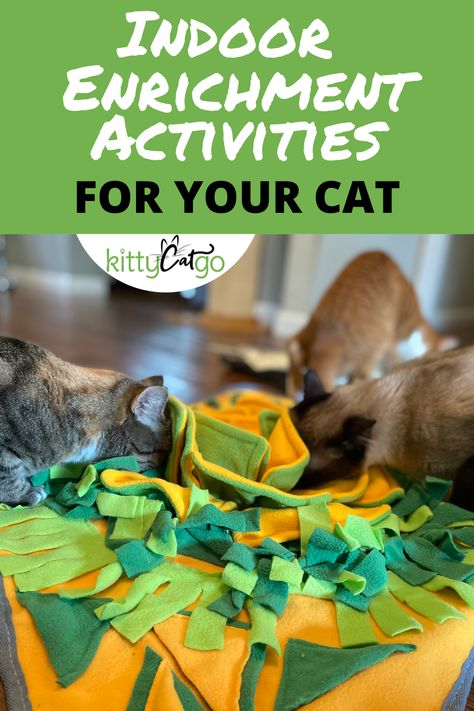 Make Your Own Cat Toys, How To Keep Your Cat Entertained, Cat Stimulation Toys Diy, Diy Cat Activities, Exercise For Cats, Easy Cat Enrichment, Indoor Cats Ideas, Diy Cat Activity Center, Cat Puzzle Toys