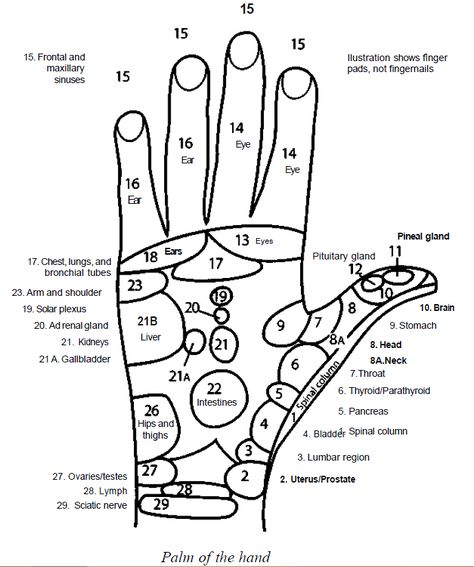 Cupping Points, Healing Reflexology, Pressure Point Therapy, Acupressure Point, Jin Shin Jyutsu, Meridian Points, Hand Reflexology, Healing Techniques, Reflexology Chart