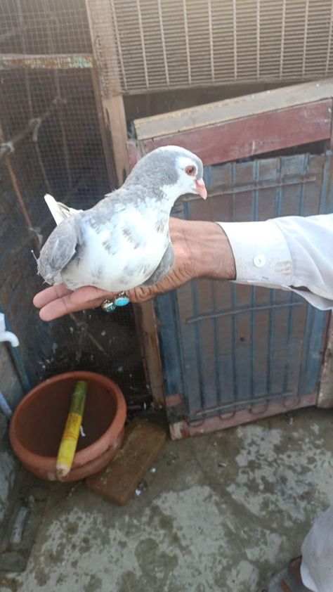 Sherazi Pigeons Pigeon