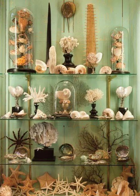 Shell Display, Cabinet Of Curiosity, Art Coquillage, Shell Collection, She Sells Seashells, Cabinet Of Curiosities, Shell Decor, Seashell Art, Seashell Crafts