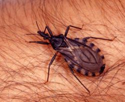 Kissing Bug Kissing Bug, Pest Control, Bugs, Bugs And Insects