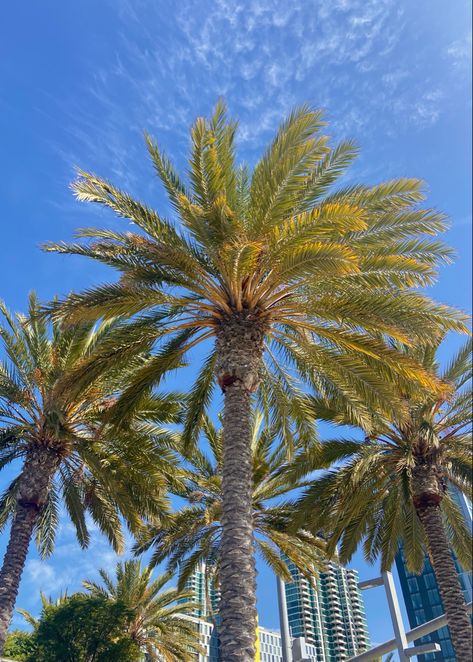 San Diego Palm Trees, San Diego Downtown, California Travel, Palm Trees, San Diego, Trees, California, Travel, Quick Saves