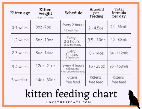 Kitten Weight Chart, Kitten Feeding Chart, Kitten Schedule, Kitten Milk Replacer Recipe, Cat Feeding Chart, Kitten Feeding Schedule, Kitten Formula Recipe, Cat Birth, Feeding Kittens