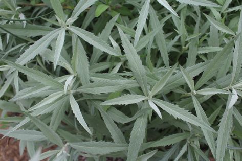 If you've ever considered growing white sage for smudging or as an ornamental, here's what you need to know to get the most out of your plant. Growing Sage Indoors, Growing Sage, Salvia Apiana, Vegetables For Babies, Outdoor Herb Garden, Gardening Guide, Desert Climate, Home Decor Diy Crafts, Pineapple Sage