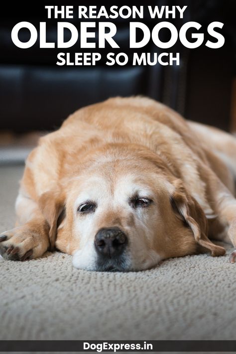 The Reason Why Older Dogs Sleep So Much Older Dogs Care Tips, Funny Talking Dog Videos, Elderly Dogs, Dog Quotes Love, Sleep More, Dog Jokes, Senior Dogs, Dog Hacks, Older Dogs