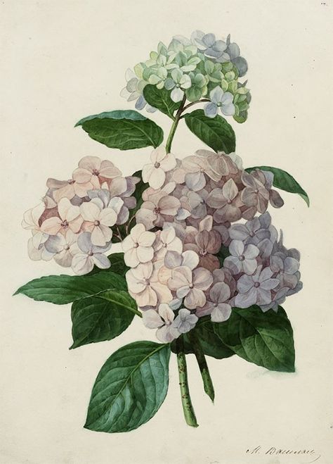 Smooth Hydrangea, Botanical Illustration Vintage, Antique Illustration, Floral Printables, Nature Drawing, Watercolor Flowers Paintings, Painting Gallery, Botanical Drawings, Hydrangea Flower