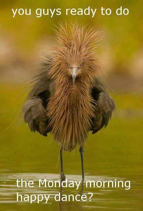 (9) Funny ~ Good Morning ~ Images ~ Quotes                                                                                                                                                                                 More 웃긴 사진, All Birds, Exotic Birds, Pretty Birds, Colorful Birds, Emu, Bad Hair, Bird Watching, 귀여운 동물