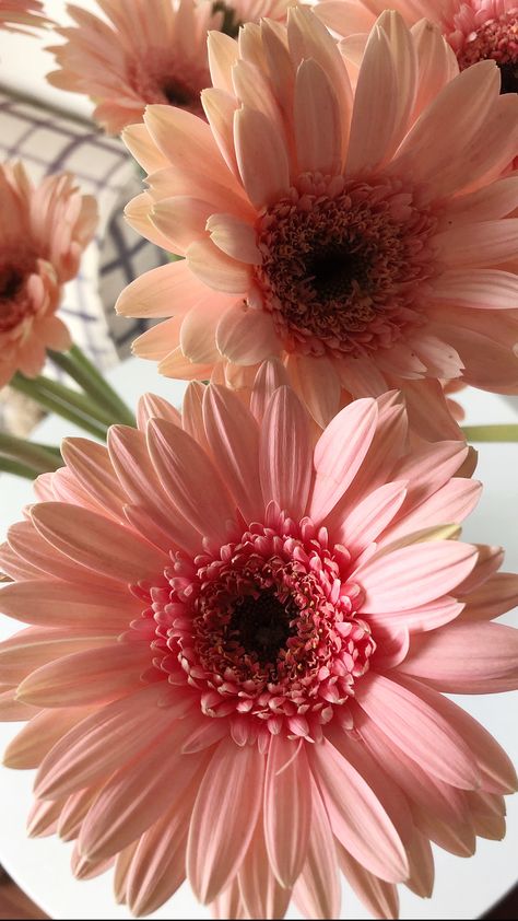 Gerber Daisy Aesthetic, Gerbera Bouquet Aesthetic, Gerbera Wallpaper Iphone, Gerbera Daisy Aesthetic, Pink Gerbera Bouquet, Rose Garden Design, Gerbera Flower, Flowery Wallpaper, Wallpaper Nature Flowers