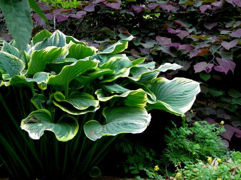 Hosta 'Sagae' Hosta Sagae, Large Hostas, Spanish Bluebells, Teacup Gardens, Hosta Gardens, Shade Gardens, Redbud Tree, Hosta Plants, Purple Garden