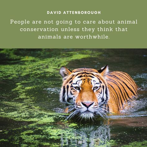 Quotes About Wildlife, David Attenborough Quotes, Wildlife Quotes, Nature Quotes Trees, Character Artwork, Animal Conservation, Animal Activist, David Attenborough, Environmental Conservation