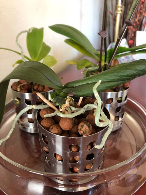 Watch them bloom in semi hydroponic orchid pot hack - IKEA Hackers Diy Orchids, Repotting Orchids, Appetizer Display, Orchid Fertilizer, Orchid Plant Care, Orchid Roots, Orchid Planters, Growing Orchids, Orchid Pot