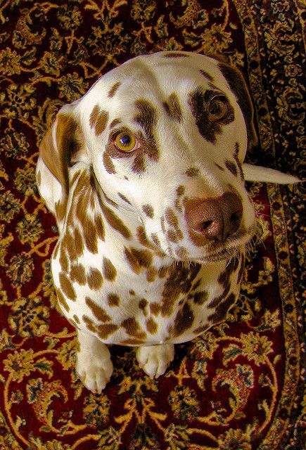 liver dalmatian -- Cute, but not as cute as Daphne <3 Spotty Dog, Reactive Dog, Dalmatian Puppy, Dalmatian Dog, Dalmatian Dogs, Pretty Dogs, Beautiful Dogs, Dalmatian, Animals Friends