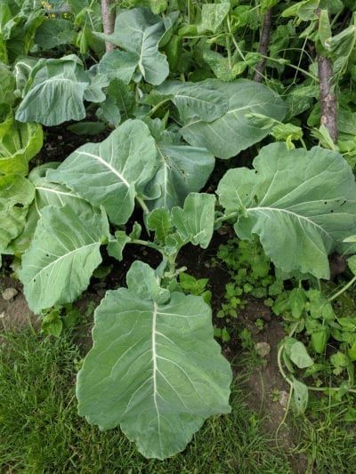 Cabbage Uses, Wet Cyanotype, Cabbage Varieties, Kale Plant, Cabbage Plant, Cabbage Worms, Gardening Vegetables, Green Soup, Working Mom Tips