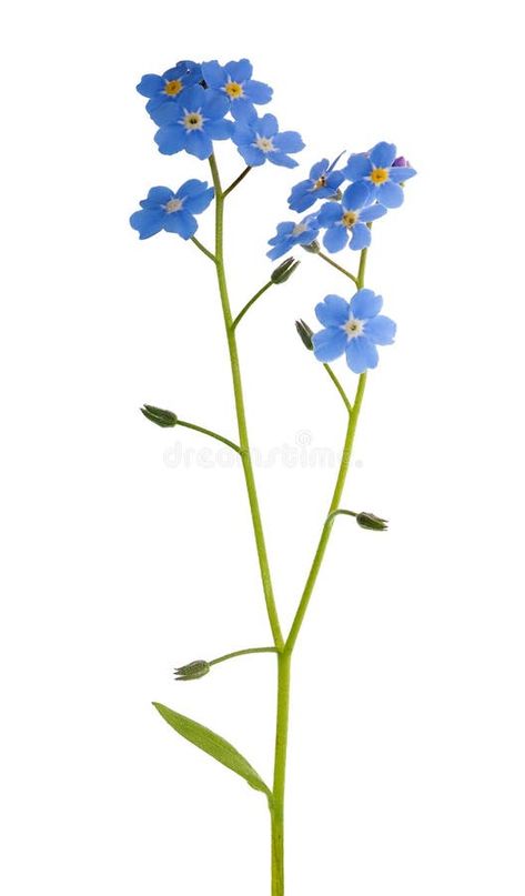 Photo about Forget-me-not single flower isolated on white background. Image of forget, blossom, close - 20027242 Flowers Forget Me Not, Alpine Forget Me Not, Theme Board, Background Eraser, Forget Me Not Flowers, Spring Formal, Flower Sleeve, Forget Me Nots, Mini Series