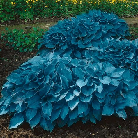 Amazon.com : Garden State Bulb Hosta Blue Mix, Live Bare Root Tubers (Bag of 3) : Patio, Lawn & Garden Blue Hosta, Hydrangea Shrub, Hosta Gardens, Shade Gardens, Hosta Plants, Shade Perennials, Garden State, Garden Bulbs, Spring Bulbs