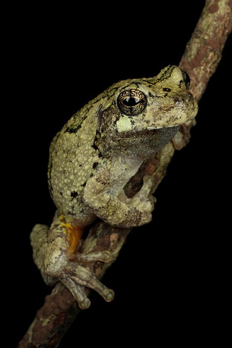 Cope's Gray Treefrog | Flickr - Photo Sharing! Grey Tree Frog, Frog Photos, Gray Tree Frog, Mountain Animals, Amazing Frog, Gray Tree, Frog Pictures, Black Jaguar, Dart Frog