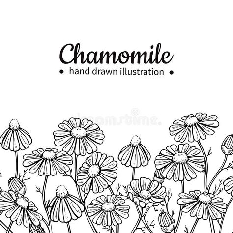 Flower And Leaves, Print Design Art, Drawing Frames, Flower Icons, Chamomile Flowers, Sewing Embroidery Designs, Flower Doodles, Vector Drawing, Wild Flower