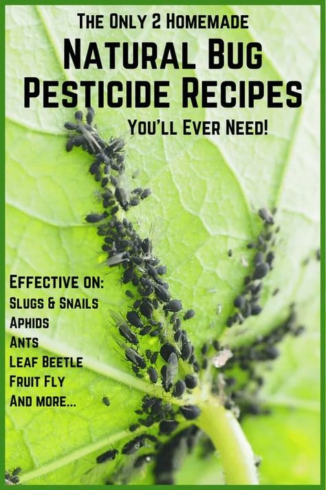 Garden Bug Spray, Natural Bug Spray Recipe, Bug Spray For Plants, Pesticides For Plants, Homemade Insecticide, Home Pest Control, Pest Spray, Diy Bug Spray, Bug Spray Recipe