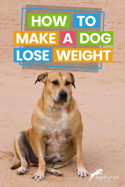 Healthy Weight Dog Food, Homemade Dog Food For Weight Management, Dog Diet Plan Healthy, Diet Dog Food Recipes, Dog Losing Weight Tips, Dog Weight Chart, Dog Diet Plan, Dangerous Foods For Dogs, Diet For Dogs