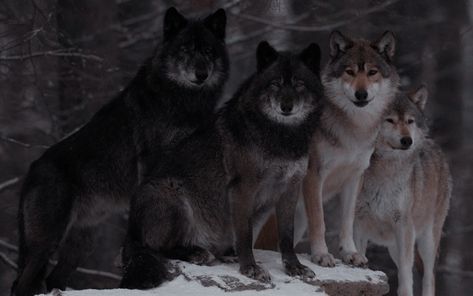 Wolf Pack Aesthetic, Winter Header, Aesthetic Wolf, Wolves Pack, Leah Clearwater, Sacrificial Lamb, Werewolf Stories, Twilight Dr, Dog Family