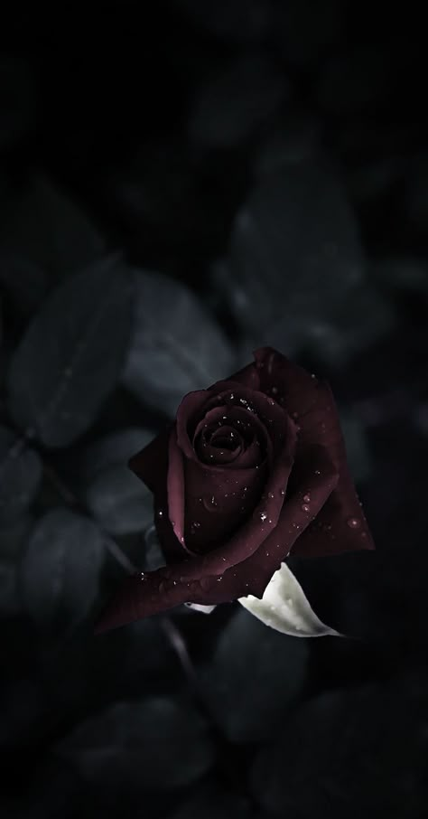 Blue Flower Wallpaper, Fall Landscape Photography, Iphone Wallpaper Classy, Flowers Photography Wallpaper, Cute Black Wallpaper, Mickey Mouse Wallpaper, Lovely Flowers Wallpaper, Black Background Images, Magic Aesthetic