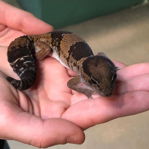 African Fat Tailed Gecko Enclosure, African Fat Tailed Gecko, Fat Tailed Gecko, Gecko Terrarium, Cute Lizard, Leopard Gecko, Reptiles And Amphibians, Gecko, Amphibians