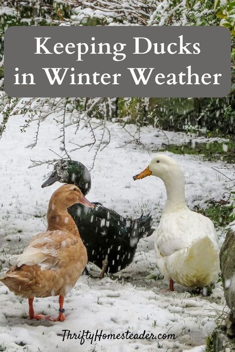 Worried about your ducks as the temperatures continue to drop? While most ducks do well in cold weather, it’s a good idea to choose a type known to be hardy in your particular climate. Other things to keep in mind about keeping ducks in the winter are similar to considerations for other poultry types: housing, feed and water. Let’s look at each of these. Insulated Duck House, Ducks In Winter Cold Weather, Winter Duck Coop Cold Weather, Duck Shelter For Winter, Duck Coop Winter, How To Care For Ducks, Ducks In Winter, Duck Waterer, Duck Enclosure