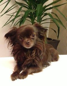 Brown Long Hair Chihuahua, Chocolate Chihuahua, Mini Chihuahua, Brown Chihuahua, Cute Chocolate, Baby Chihuahua, Long Haired Chihuahua, Cute Chihuahua, Love My Dog