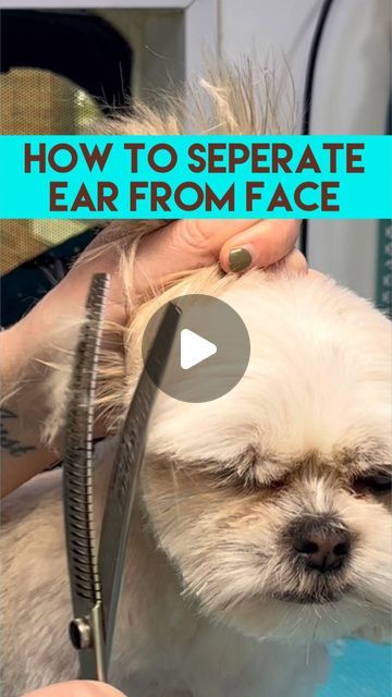 Banana Dog Treat Recipe, Grooming Hacks, Dog Grooming Styles, Dog Grooming Tips, Ear Drop, Grooming Style, Dog Lady, Maltese Puppy, Dog Treat Recipes