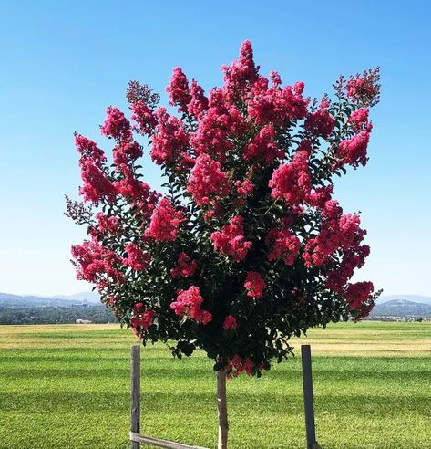 When To Prune Crepe Myrtle Tree Pruning Crepe Myrtles, Crepe Myrtle Bush, Crepe Myrtle Landscaping, Myrtle Plant, Crepe Myrtle Trees, Myrtle Tree, Crepe Myrtle, Yard Plants, Crape Myrtle