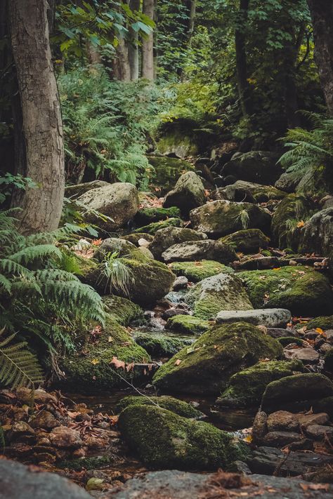 Mossy Aesthetic, Mountain Path, Nordic Forest, Mountain Forest, Stone Forest, Forest Rocks, Moss Rocks, Pine Forest Photography, Mossy Forest