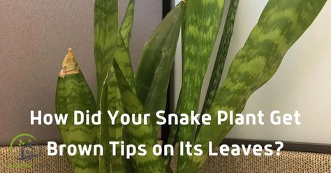 Soil For Snake Plant, Splitting Snake Plant, How To Replant Snake Plant, Snake Plant Brown Tips, Grow Snake Plant From Leaf, Plant Leaves Turning Brown, Snake Plant Care, Root Structure, Sansevieria Trifasciata