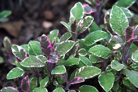 Tricolor sage plants are perennials with three colors on their leaves. These edible herb plants provide garden color and are evergreen in warmer regions. Grow Sage, Sage Plants, Growing Sage, Herb Plants, Sage Plant, Salvia Officinalis, Lawn Care Tips, Planting Herbs, Colorful Garden