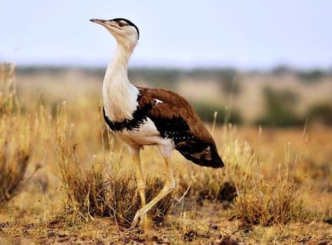 Great Indian Bustard (Ardeotis nigriceps) India Art Sketches Landscape, Great Indian Bustard, Folk Art Indian, Sketches Landscape, Nature Photography Inspiration, Kid Painting, Happy Diwali Photos, Vertebrates And Invertebrates, Birds Photos