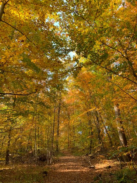 Yellow Green And Brown Aesthetic, Fall Yellow Aesthetic, Yellow Leaves Aesthetic, Yellow Photo Aesthetic, Autumn Green Aesthetic, Dark Green And Yellow Aesthetic, Warm Green Aesthetic, Yellow Fall Aesthetic, Warm Yellow Aesthetic