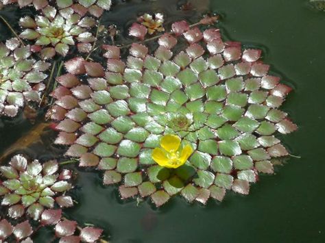 Above all else, this floating stem plant requires light. Even values in the higher range of what is possible over a planted aquarium are... Floating Landscape, Mosaic Plant, Stem Plant, Freshwater Plants, Fish Aquarium Decorations, Indoor Water Garden, Air Plant Terrarium, Pond Plants, Lily Plants