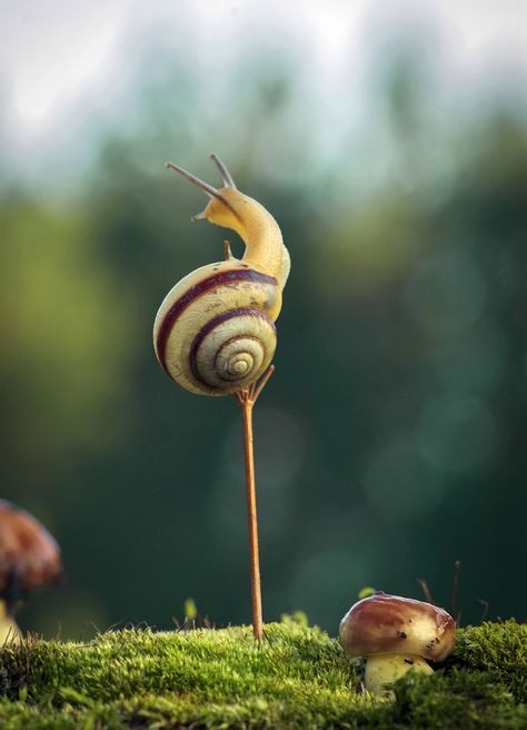 Aberrant Beauty : Photo Snail Art, Molluscs, A Bug's Life, Image Nature, Creepy Crawlies, Arachnids, Bugs And Insects, Cute Creatures, Nature Animals