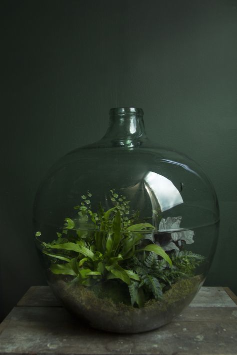 Fern Terrarium, Bottle Terrarium, Terrarium Jar, Beautiful Terrariums, Inside Plants, Bottle Garden, Terrarium Decor, Indoor Gardens, Garden Terrarium