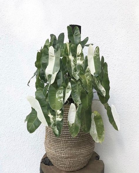 RARE Beautiful Variegated Philodendron Burle Marx Climbing Moss Pole #plants #houseplants #variegated #burlemarx #philodendron #garden #mosspole #aroid #aroids #aroidaddicts Philodendron Garden, Burle Marx Philodendron, Variegated Philodendron, Gardening For Dummies, Moss Pole, Decorating With Plants, Burle Marx, Plant Goals, Plant Mama