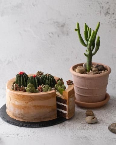 Plant Cakes Ideas, Plant Cakes, Cactus Cakes, Southwest Party, Mum Cake, Cactus Cupcakes, Succulent Cake, Cactus Cake, 40th Cake