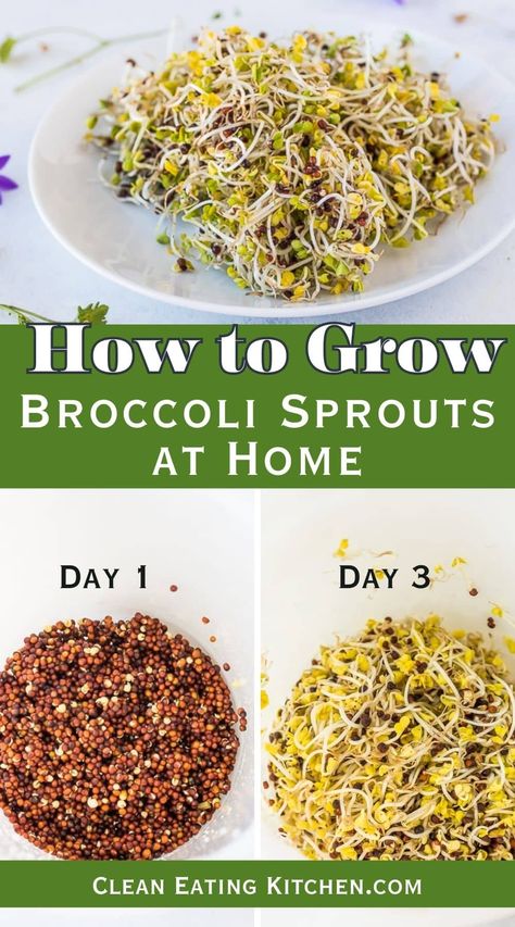 I've mastered the art of growing broccoli sprouts at home, and I'm eager to share my step-by-step guide filled with essential tips and tricks. From selecting the right seeds to the germination process, I cover everything you need for successful sprouting. Broccoli sprouts, renowned for their health benefits, including high levels of sulforaphane, antioxidants, and nutrients, are a must-have in any healthy kitchen. My method ensures you'll have a fresh, continuous supply of these nutrient-... Sprouts In A Jar, Clean Eating Diet Recipes, How To Grow Broccoli, Grow Broccoli, Sprouting Broccoli, Growing Broccoli, Growing Sprouts, Recovery Food, Broccoli Sprouts